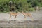 Two impalas fighting in safari in Chobe National Park