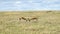 Two Impalas Fighting in Wildlife