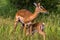 Two impalas: Mother and baby. Tarangire, Tanzania