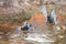 Two Inca Terns enjoying a cool bath on a quiet afternoon in the shade
