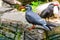 Two inca terns together on a rock, coastal birds from america, funny bird with moustache, near threatened animal specie