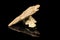 Two Indian arrowheads and black background