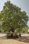 two Indian black and yellow moto rickshaws taxi are parked in the shade of a large green tree under a