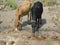 Two Indian cows Brown and Black