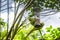 Two Indian Green Parakeets perched on a bird feeder