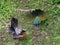 Two indian peafowls