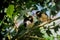 Two indian pied myna is gossiping together