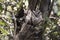 Two Indian scops owl sitting near hollows in a thick branch of a