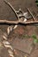 Two Indian snakes are mating in an abandoned place in the dark night