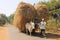 Two Indian village man on bullock cart