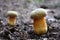 Two inedible toadstool mushrooms