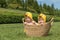 Two infant babies in Easter chicken costumes inside the basket on green grass