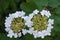 Two inflorescences of blooming viburnum flowers