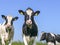 Two inquisitive black pied cows, chewing on blades of grass under a blue sky