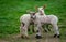 Two inquisitive lambs in a field