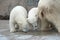 Two inquisitive polar bears