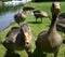 Two inquisitive young goslings