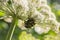 Two insects (leptura quadrifasciata) coputating on a Angelica flower