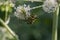 Two insects (leptura quadrifasciata) coputating on a Angelica flower