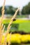 Two insects mating on a wheat spike