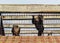 Two intrigued lion-tailed macaques in a cage.