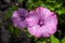 Two ipomoea flowers growing in a sun
