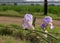 Two Iris flowers leaning over a rustic wire fence