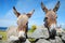 Two Irish Donkeys