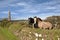 Two Irish horses and ancient round tower