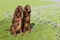 Two Irish Setter