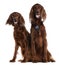 Two Irish Setters sitting