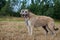 Two irish wolfhounds