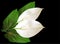 Two isolated on black spathiphyllum flowers