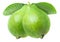 Two isolated green guavas on a branch