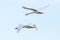 Two isolated white mute swans cygnus olor in flight, spread wings