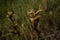 two isolated wildflower seed heads