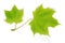 Two isolated young maple leaves