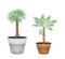 Two Isometric Palm Trees in Terracotta Pots