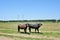 Two italian buffalo in a field