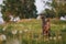 Two Italian greyhounds in a green field