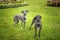 Two Italian Greyhounds standing on the grass
