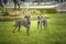 Two Italian Greyhounds standing on the grass looking at the camera