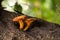 Two jack o lantern, Omphalotus olearius, mushrooms