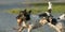 Two Jack Russell Terrier dogs are playing in water with an ball and running and follow each other