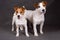 Two jack russell terrier plays on a gray background