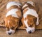 Two Jack Russell terrier puppies sleep sweetly on a soft bed