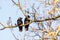Two Jackdaw Corvus Monedula Sitting On A Branch
