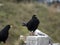Two jackdaws Corvus monedula in the mountains