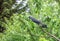 Two Jackdaws feeding fruit of a Cherry tree.