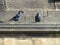 Two Jackdaws standing on cornice of sandstone church.